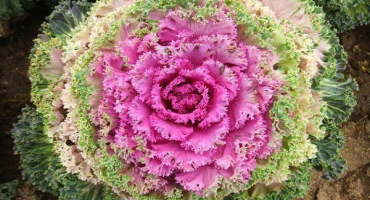 Jak pěstovat okrasné zelí: funkce výsadby a péče